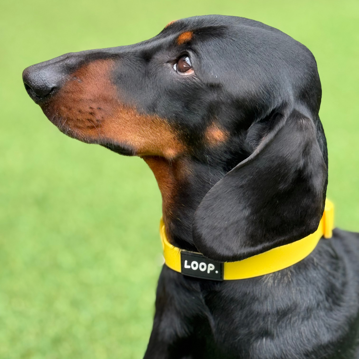 THE COLLAR - YELLOW
