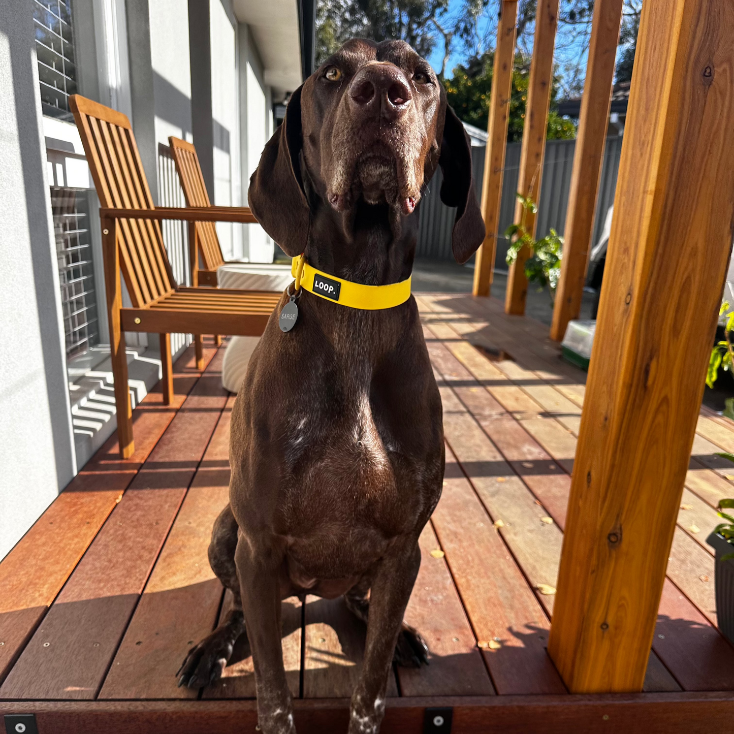 THE COLLAR - YELLOW