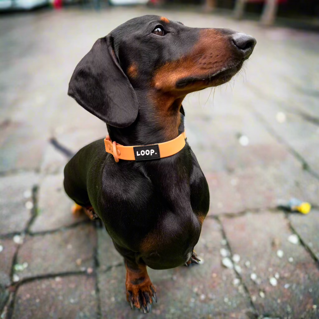 THE COLLAR - PEACH