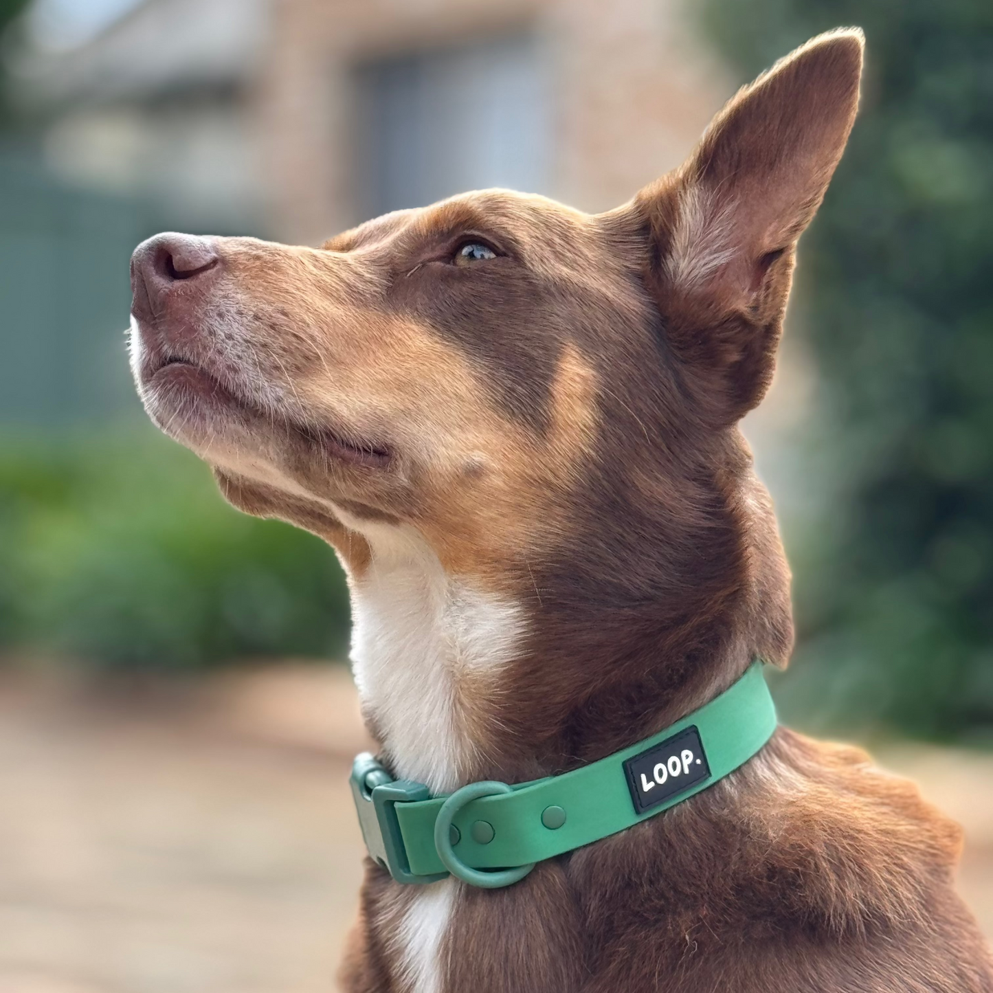 THE COLLAR - GREEN